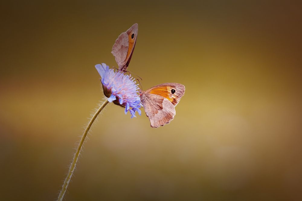 butterflies-1627856_1920 - vlinders