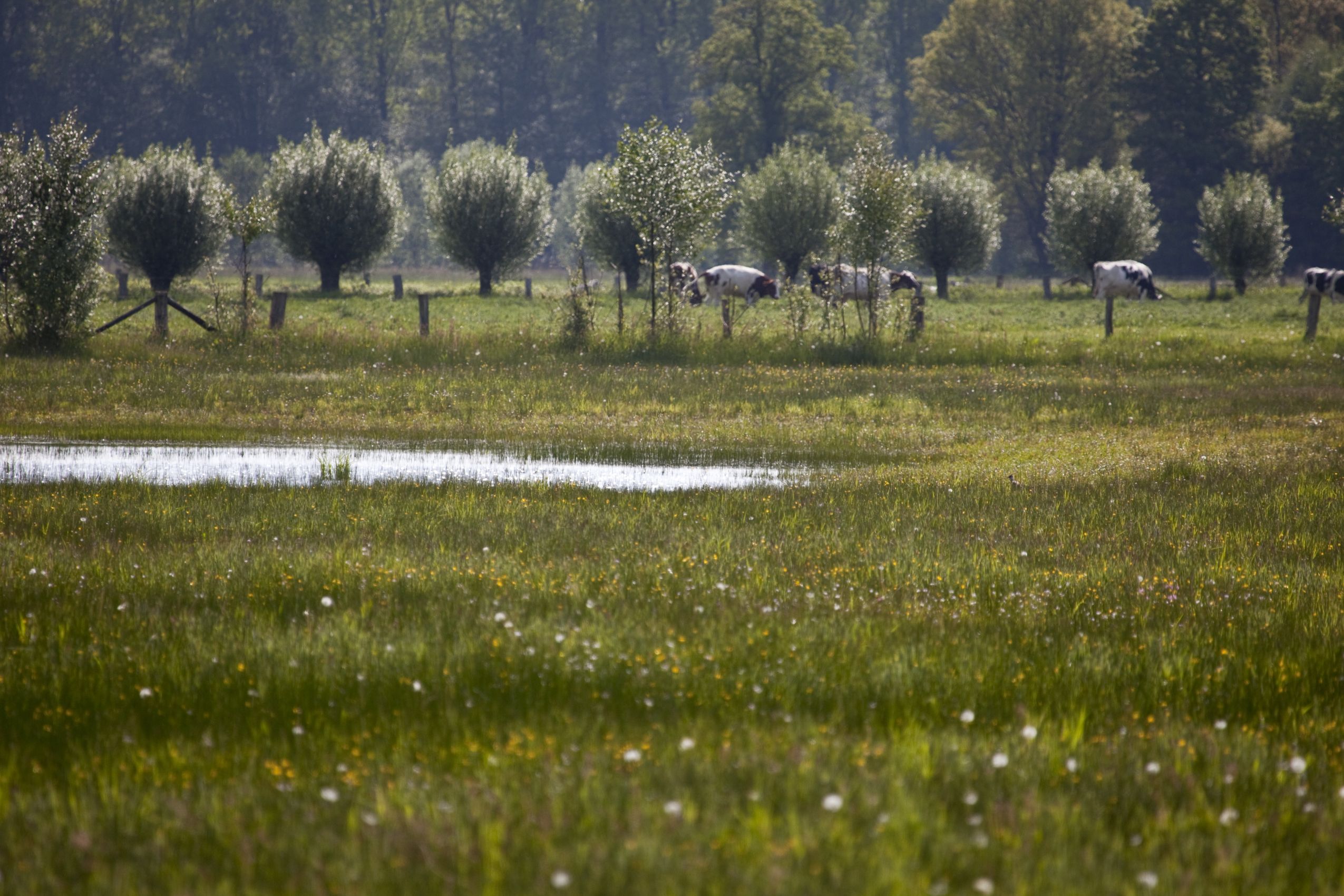 landbouw koeien natuur - Nico van Haastrecht - GLK